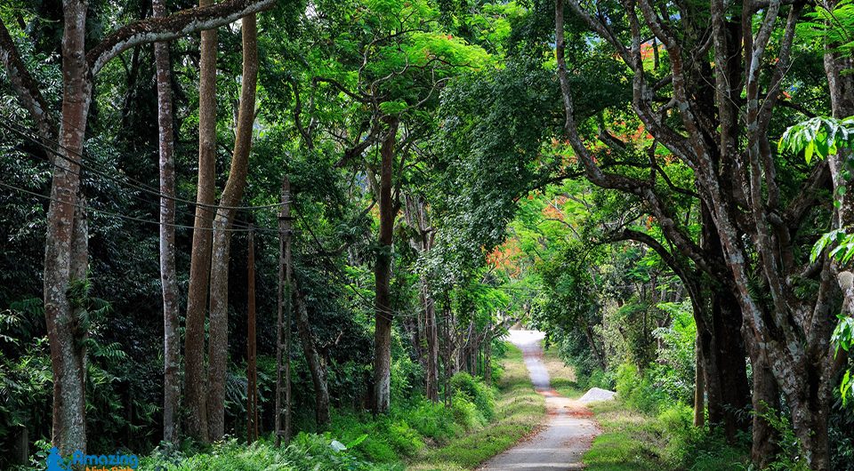 Cuc Phuong National Park – A Green Lung of Ninh Binh Province - Amazing Ninh Binh