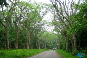 Cuc Phuong National Park – A Green Lung of Ninh Binh Province - Amazing Ninh Binh 