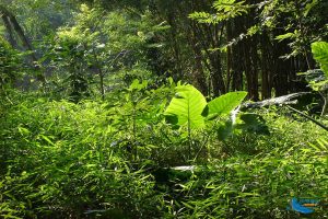 Cuc Phuong National Park – A Green Lung of Ninh Binh Province - Amazing Ninh Binh 