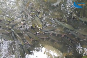 Fish God Stream in Thanh Hoa