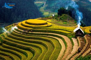 Vietnam Is Beautiful In The Season Of Ripe Rice