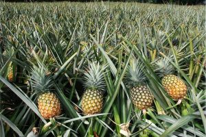 Pineapple season - Dong Giao pineapple field